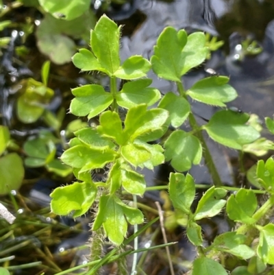 Ranunculus pimpinellifolius (Bog Buttercup) at Tinderry, NSW - 18 Feb 2024 by JaneR