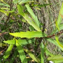 Lomatia myricoides (River Lomatia) at Mt Holland - 18 Feb 2024 by JaneR