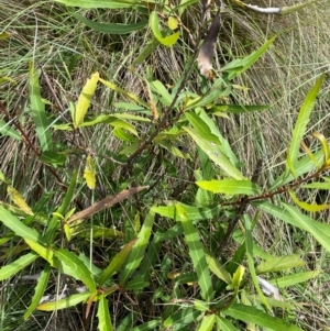 Lomatia myricoides at Mt Holland - 19 Feb 2024