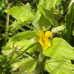 Erythranthe moschata (Musk) at Tinderry, NSW - 19 Feb 2024 by JaneR