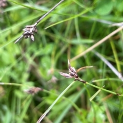 Schoenus apogon (Common Bog Sedge) at Mt Holland - 19 Feb 2024 by JaneR