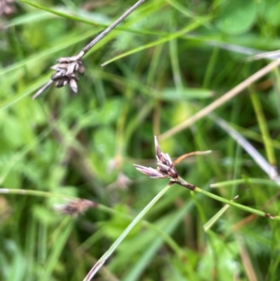 Schoenus apogon (Common Bog Sedge) at Mt Holland - 19 Feb 2024 by JaneR