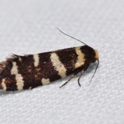 Lepidoscia confluens (A Case moth) at QPRC LGA - 19 Feb 2024 by DianneClarke