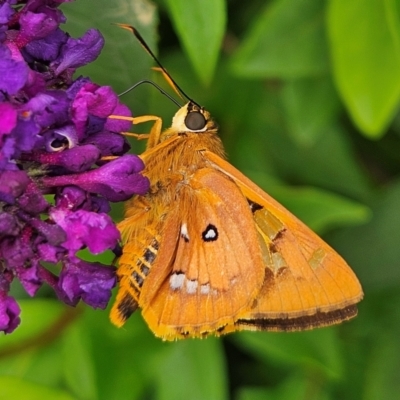 Trapezites symmomus (Splendid Ochre) at Braidwood, NSW - 19 Feb 2024 by MatthewFrawley