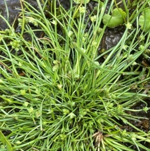 Isolepis gaudichaudiana at Mt Holland - 19 Feb 2024