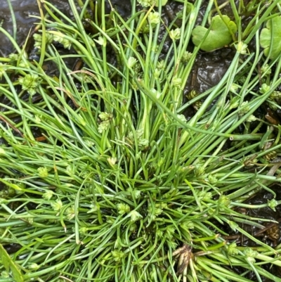 Isolepis gaudichaudiana (Benambra Club-sedge) at Mt Holland - 19 Feb 2024 by JaneR