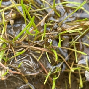 Limosella australis at Mt Holland - 19 Feb 2024