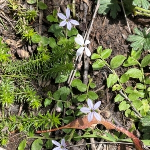 Lobelia pedunculata at Mt Holland - 19 Feb 2024