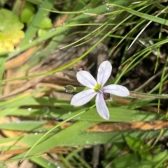 Lobelia pedunculata at Mt Holland - 19 Feb 2024 12:00 PM