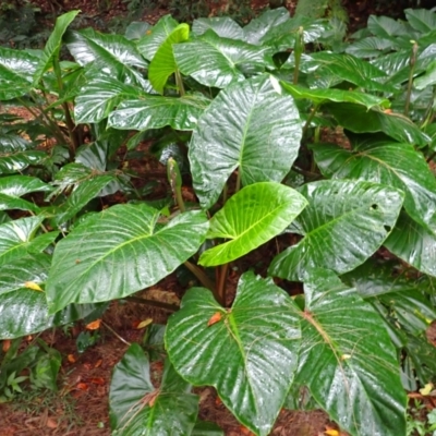 Alocasia brisbanensis (Cunjevoi, Spoon Lily) at Brogers Creek, NSW - 19 Feb 2024 by plants