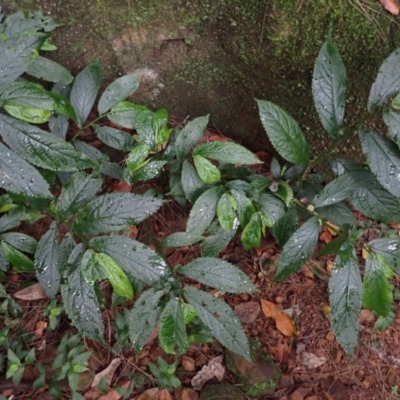 Elatostema reticulatum (Rainforest Spinach) at Brogers Creek, NSW - 19 Feb 2024 by plants