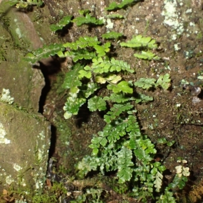 Arthropteris beckleri (Hairy Climbing Fishbone Fern) at Brogers Creek, NSW - 18 Feb 2024 by plants