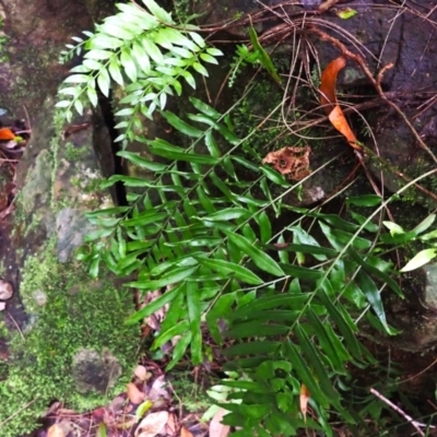 Arthropteris tenella (Climbing Fern) at Brogers Creek, NSW - 19 Feb 2024 by plants