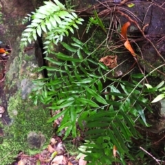 Arthropteris tenella (Climbing Fern) at Brogers Creek, NSW - 18 Feb 2024 by plants