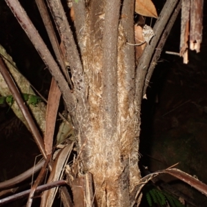 Cyathea leichhardtiana at Brogers Creek, NSW - suppressed