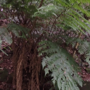 Cyathea leichhardtiana at Brogers Creek, NSW - 19 Feb 2024