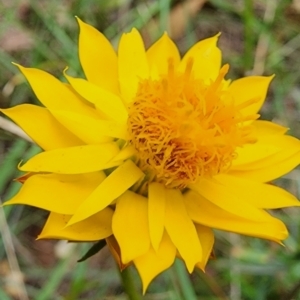 Xerochrysum viscosum at Campbell, ACT - 20 Feb 2024