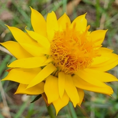 Xerochrysum viscosum (Sticky Everlasting) at Campbell, ACT - 20 Feb 2024 by Steve818