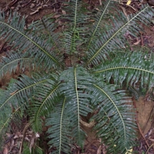 Blechnum nudum at Brogers Creek, NSW - 19 Feb 2024 09:11 AM