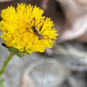 Caedicia simplex at Aranda, ACT - 20 Feb 2024