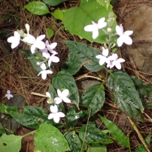 Pseuderanthemum variabile at Brogers Creek, NSW - 19 Feb 2024 09:23 AM