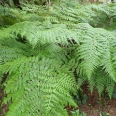 Calochlaena dubia (Rainbow Fern) at Brogers Creek, NSW - 19 Feb 2024 by plants