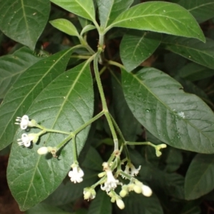 Psychotria loniceroides at Brogers Creek, NSW - 19 Feb 2024 09:55 AM