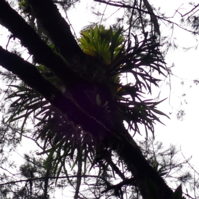 Platycerium bifurcatum (Elkhorn) at Brogers Creek, NSW - 19 Feb 2024 by plants