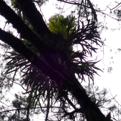 Platycerium bifurcatum (Elkhorn) at Brogers Creek, NSW - 18 Feb 2024 by plants