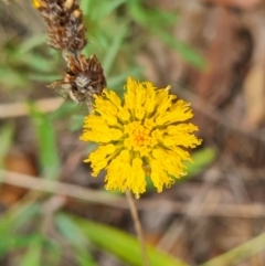 Rutidosis leptorhynchoides (Button Wrinklewort) at Yarralumla, ACT - 20 Feb 2024 by WalkYonder