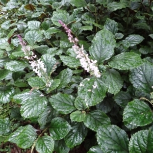 Plectranthus verticillatus at Brogers Creek, NSW - 19 Feb 2024