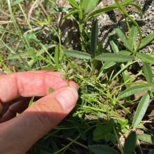 Cullen tenax at Gunningrah, NSW - suppressed