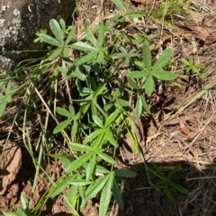 Cullen tenax at Gunningrah, NSW - suppressed