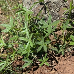 Cullen tenax at Gunningrah, NSW - suppressed