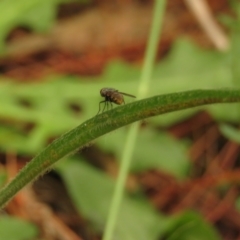 Muscidae (family) at Fadden Pines (FAD) - 20 Feb 2024