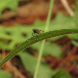 Muscidae (family) at Fadden Pines (FAD) - 20 Feb 2024 09:42 AM