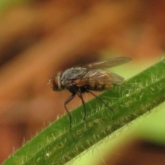 Muscidae (family) at Fadden Pines (FAD) - 20 Feb 2024