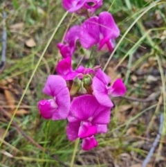 Lathyrus latifolius (Perennial Pea) at Yarralumla, ACT - 20 Feb 2024 by WalkYonder