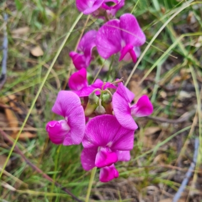 Lathyrus latifolius (Perennial Pea) at Yarralumla, ACT - 20 Feb 2024 by WalkYonder