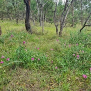 Lathyrus latifolius at Stirling Park - 20 Feb 2024