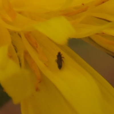 Dasytinae (subfamily) (Soft-winged flower beetle) at Fadden, ACT - 19 Feb 2024 by KumikoCallaway