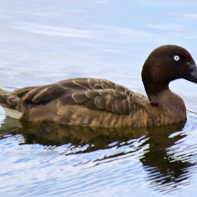 Aythya australis (Hardhead) at Strathnairn, ACT - 20 Feb 2024 by Thurstan