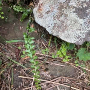 Asplenium flabellifolium at Gunningrah, NSW - suppressed