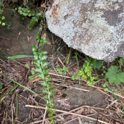 Asplenium flabellifolium (Necklace Fern) at Gunningrah, NSW - 12 Dec 2023 by MelitaMilner