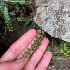 Asplenium flabellifolium at Gunningrah, NSW - suppressed