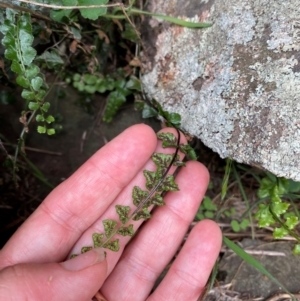 Asplenium flabellifolium at Gunningrah, NSW - suppressed