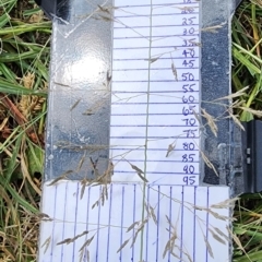 Eragrostis curvula (African Lovegrass) at Legacy Park Woodland Reserve - 20 Feb 2024 by Steve818