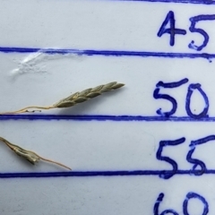 Eragrostis curvula at Campbell, ACT - 20 Feb 2024