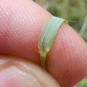 Eragrostis curvula at Campbell, ACT - 20 Feb 2024 12:57 PM