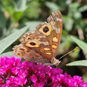 Junonia villida at QPRC LGA - 20 Feb 2024 01:41 PM